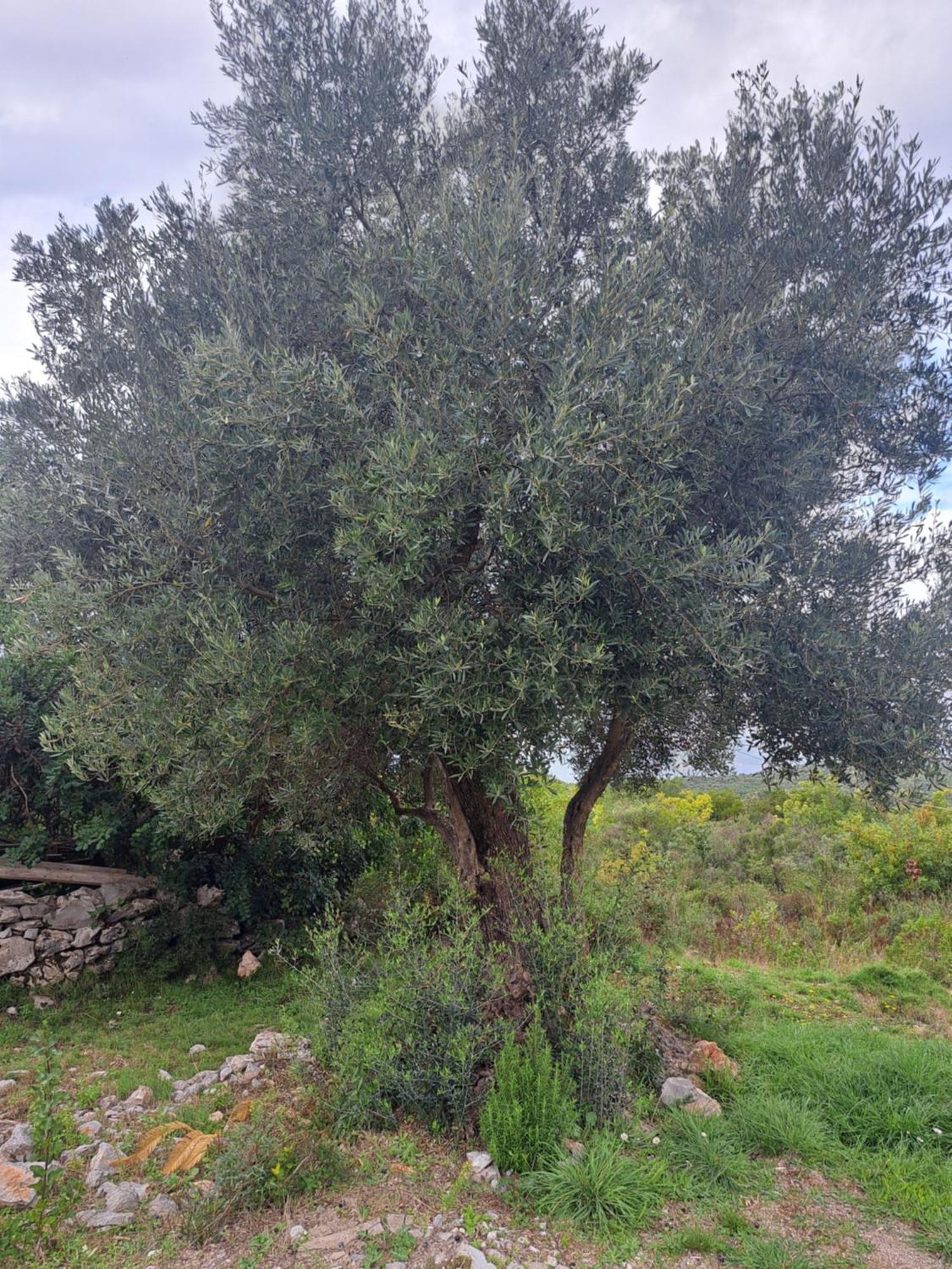 Apartment Ceranic Tivat *